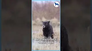 Being A baby musk ox is sucks &ndash; Harsh Life in the Arctic | #animalshorts