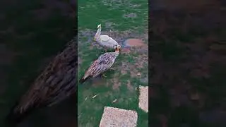 Finally Farm pr white or Jawa peacocks Agae😍#peacock lover#shoq to hoga #Q k#shoq sy shoqeen hy&hearts;️💕