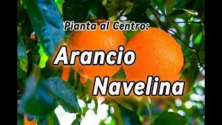 Arancio Navelina - Resiste al freddo, Dolce, Precoce, approfondiamo questa variet&agrave;