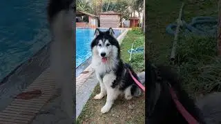 #husky #pet #pets #dog #petdog #petlover #love #home