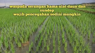 Insek dan Nutrisi terbaik untuk tanaman usia 14hst !! Perbanyak anakan padi