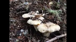Fall Mushroom Hunting Mount Hood National Forest 2019