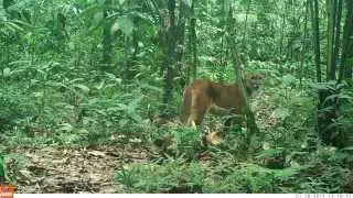Yasuni Trap Camera : Puma in the Yasuni Wilderness