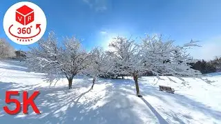 Snow forest Beautiful day in Canada | VR 360 Video 5K | Can In Canada 🇨🇦