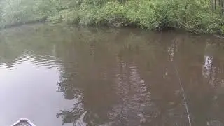 BullShad Custom Gill Wake get destroyed!