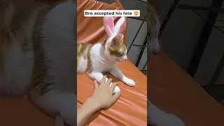 Cat Accept His Fate 😺😺😿|| Funny Cat Video|| #catvideos #cat