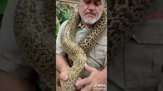#snakee(1)