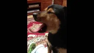 funny dog, loving the rubbing