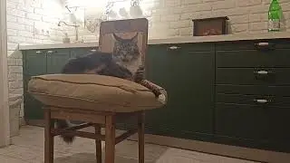 Тех.Съёмка.Смотрел Фильм.Камера Включилась! 📷 🐯 🔥#подпишись #cat #cats #catvideos #catlovers 🎥