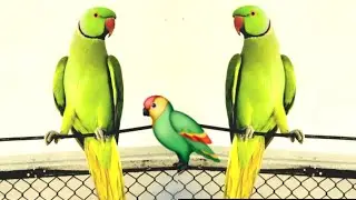 Parrot Sound 🦜 | Parrot Singing | parrot talking | wonderful birds on earth 