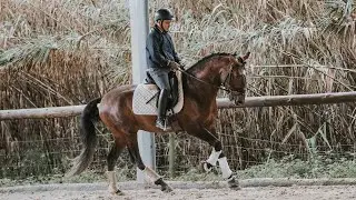 Horse for Sale | Young appealing Dressage Lusitano Stallion  (REF#369)