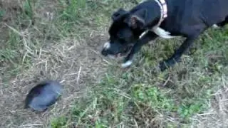 Great Dane vs. turtle