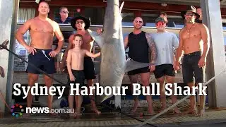 Huge bull shark pulled out of Sydney Harbour - Clifton Gardens