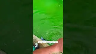 Cleaning a Green Pool Without Draining: Step-by-Step Guide #shorts