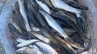 Local fish hunting ( asala macha