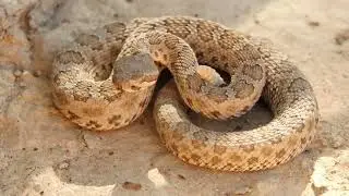 Arizona Snakes