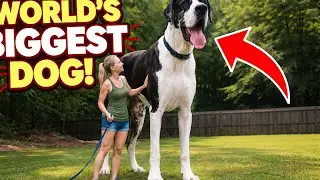 World&rsquo;s Biggest Dog Ever 😱 | You Won&rsquo;t Believe Its Size!##Shorts#YTShorts#ViralVideo#FactsShorts