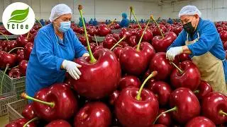 So Many Cherries! How the U.S. Uses Modern Agriculture to Harvest and Process Them Efficiently