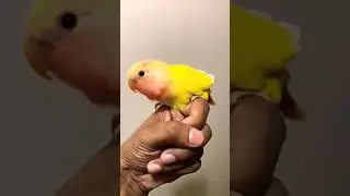 Beer songs #trending #subscribe #youtubeshorts #lovebirdslovers
