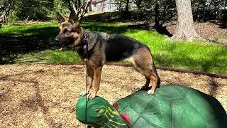 Group dog walk with parkour