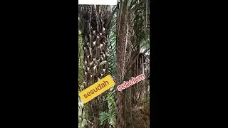 🌴 mengerikan.!!! Pruning Sawit hantu