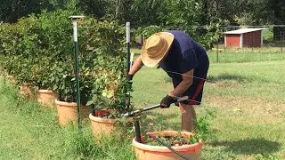 PRUNING FLORICANE BLACKBERRIES POST HARVEST - REMOVING THE OLD CANES