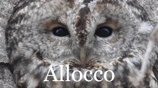 Allocco canto, maschio e femmina. Civetta, gufo verso