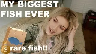 FINALLY STOCKING MY 150 GALLON TANK (UNBOXING RARE FISH)