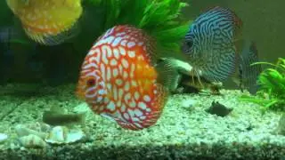 Juwel Rio 180 Liter Becken - Diskuss- Garra Rufa- Prachtschmerlen - Panzerwelse - kein Problem