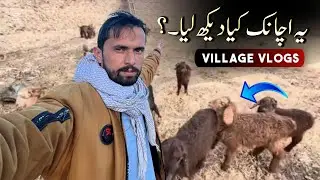 Beautiful sheeps lambs in waziristan