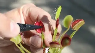 How the bug-eating Venus fly trap picks the perfect bug