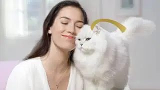 Single Serving Fancy Feast Petites Wet Cat Food - Fancy Feast