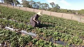 beerenberg strawbery farm hahndorf
