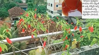 Best liquid fertilizer#liquid fertilizer#tobacco fertilizer#gardening#vegetable garden#organic garde