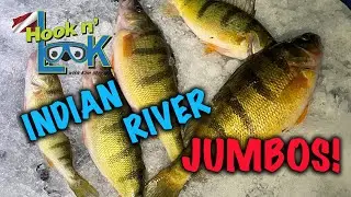 Indian River Jumbo Perch
