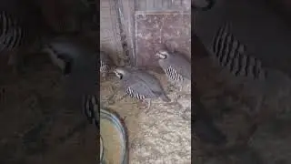qabli chakoor Shikari female Awaz
