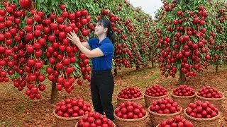 Harvesting Tropical Cherry & Go To Market Sell | The Most Sought After Fruit at the Market Right Now