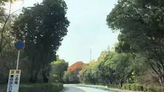 Japan Drive Autumn