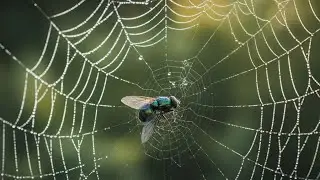 Nature's Sticky Trap: Spider's Web