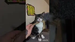 5 reasons cats are purrfect #cute #purrfectpets #catslogic #kitten #understandingcats #adoptdontshop