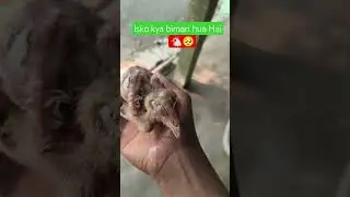 local chicken farm#🥺🐔🙏local Sonali murgi#shorts #youtube