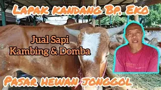 PASAR HEWAN JONGGOL, LAPAK KANDANG Bp. EKO, JUAL SAPI KAMBING & DOMBA