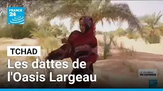 Libye : les dattes de l'Oasis Largeau, une tradition tchadiano‑libyenne • FRANCE 24