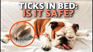 ⚠️ Can Dog Ticks Transfer Diseases to Humans? Risks if Your Dog Sleeps With You 🦟