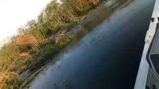 Okavango river crocodile just near shakawe river Lodge in Botswana
