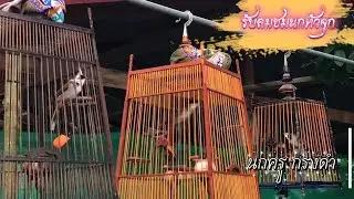 #birds #นกกรงหัวจุกนับดอก IQ สายธรรมชาติ #รับลมชมนกหัวจุก