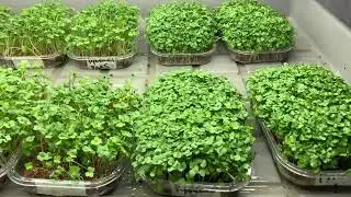 #чиа #greensvos #gardening #агротехнологии #ситиферма #plants #farming #growyourownfood #microgreens