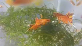 Aphyosemion australe, three mating