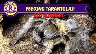 Feeding TARANTULAS with RED RUNNER cockroaches!