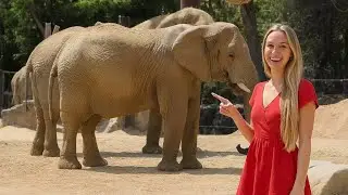 Barcelona Zoo 🇪🇸 🐘 🐒 🐻 🦒 FULL TOUR 🦓 🦍🦏🐫🦚🦜🦦
